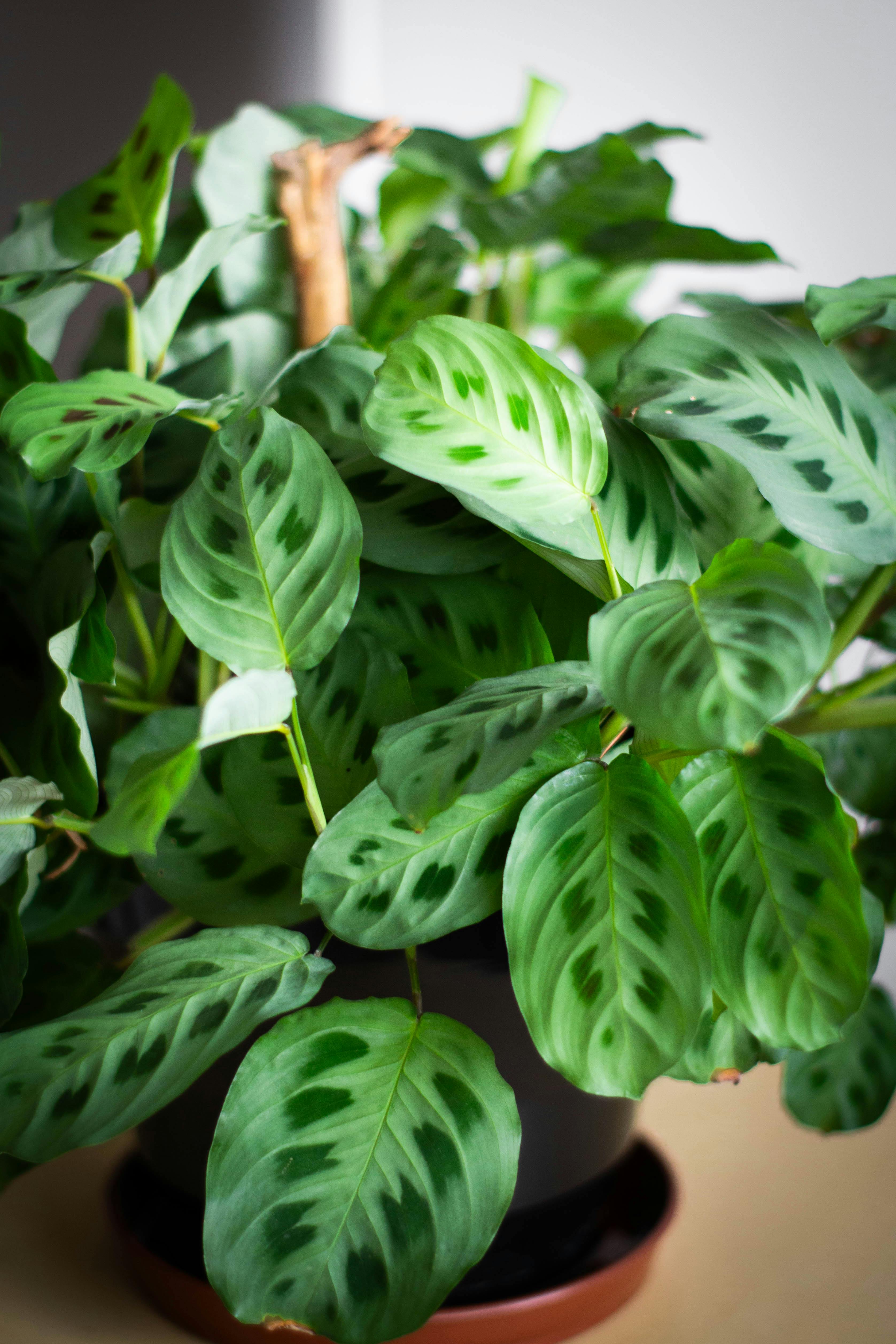 Photo by Jardín  De Neko - https://www.pexels.com/@jardindeneko