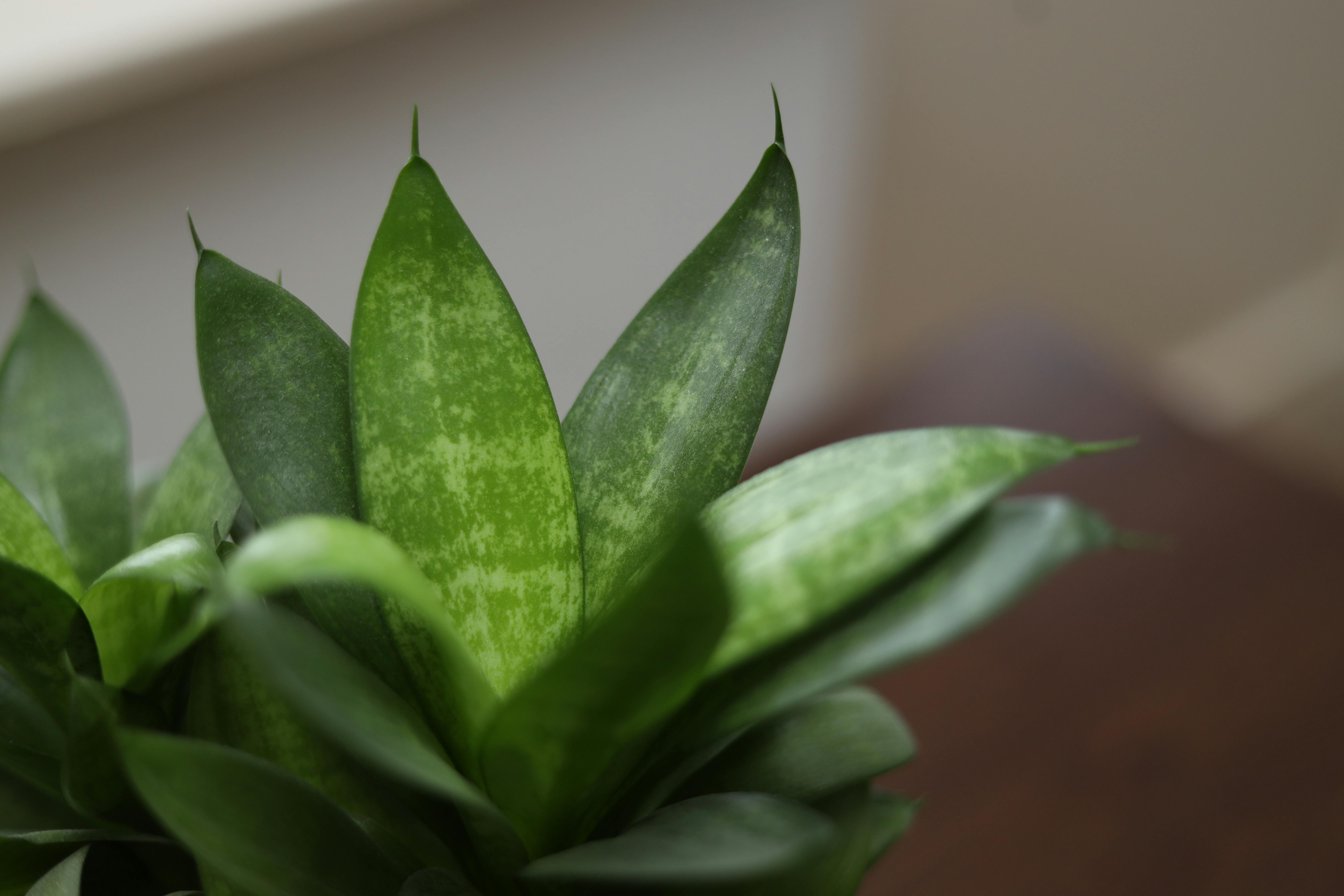 Photo by Boris Hamer - https://www.pexels.com/@borishamer