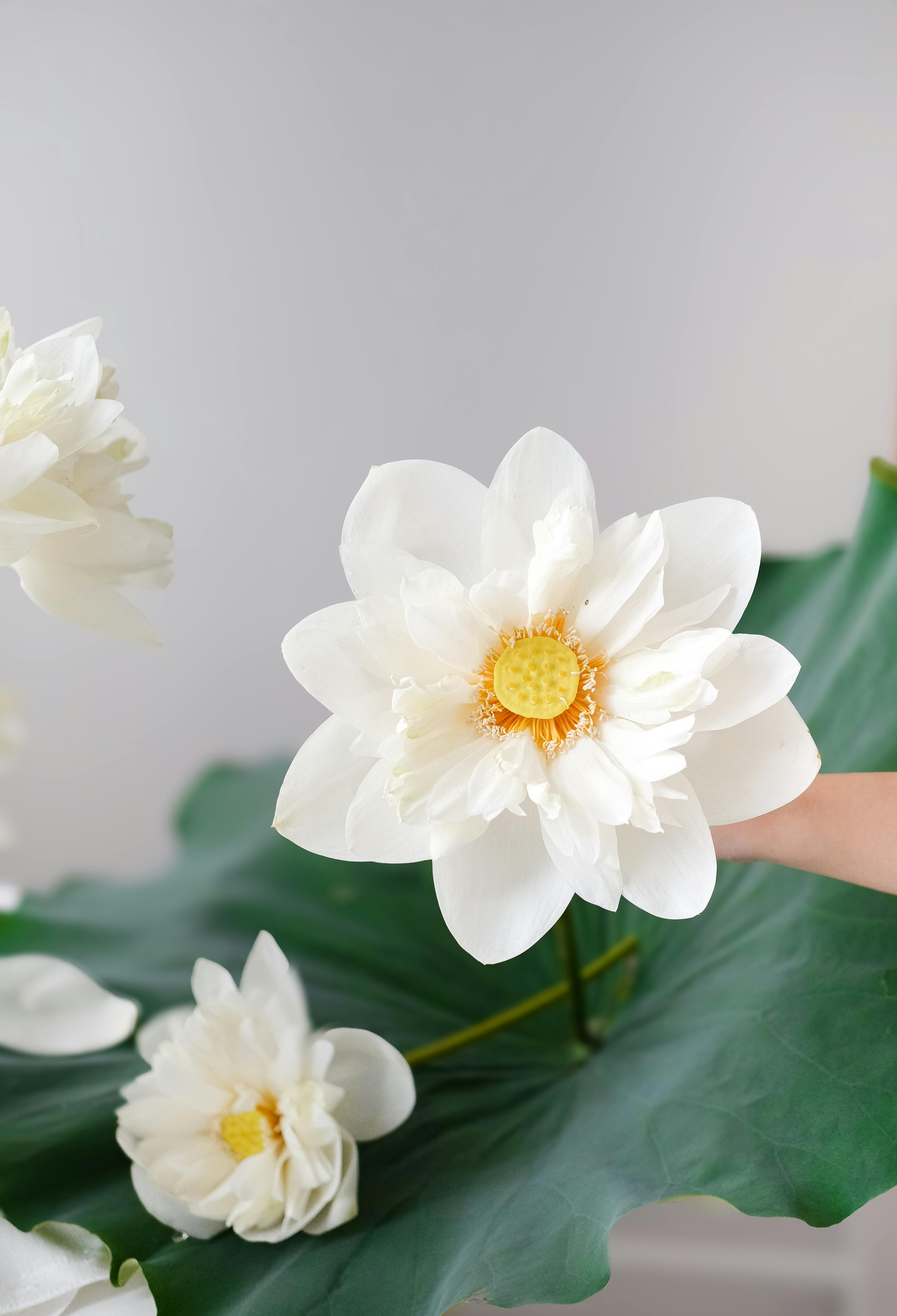 Photo by Ngân Dương - https://www.pexels.com/@nganduong