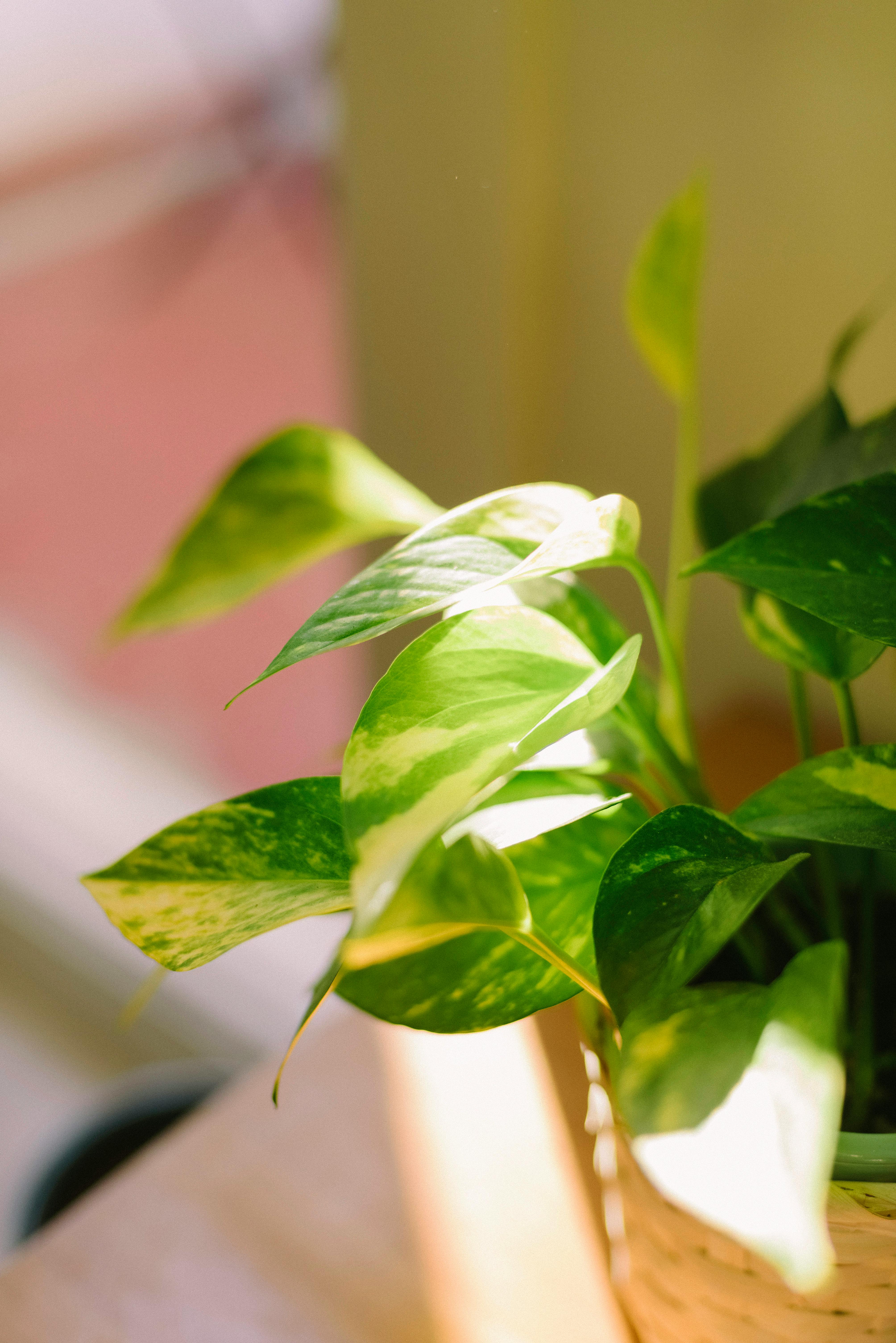 Photo by Alina Skazka - https://www.pexels.com/@alinaskazka