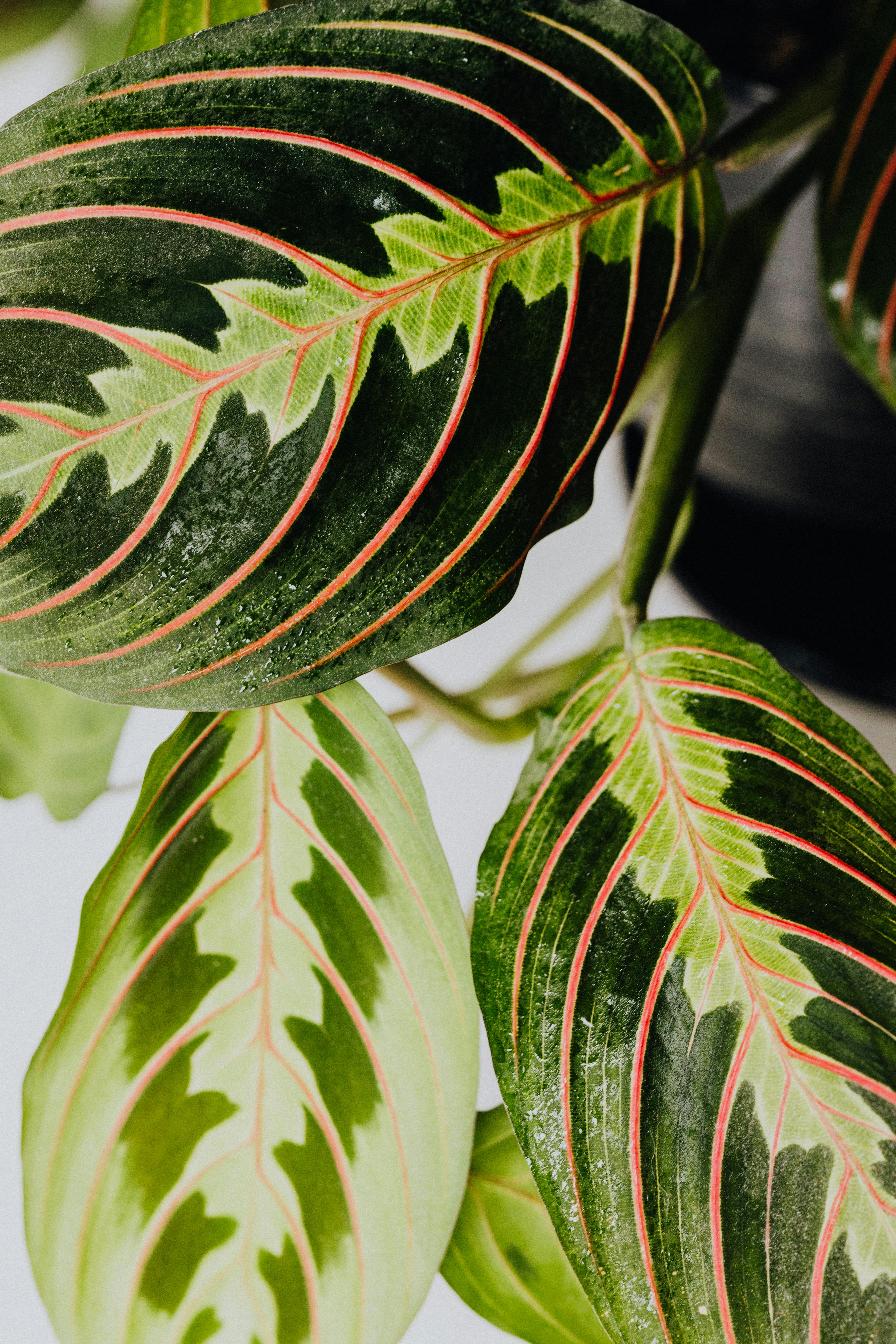 Photo by Karola G - https://www.pexels.com/@karola-g