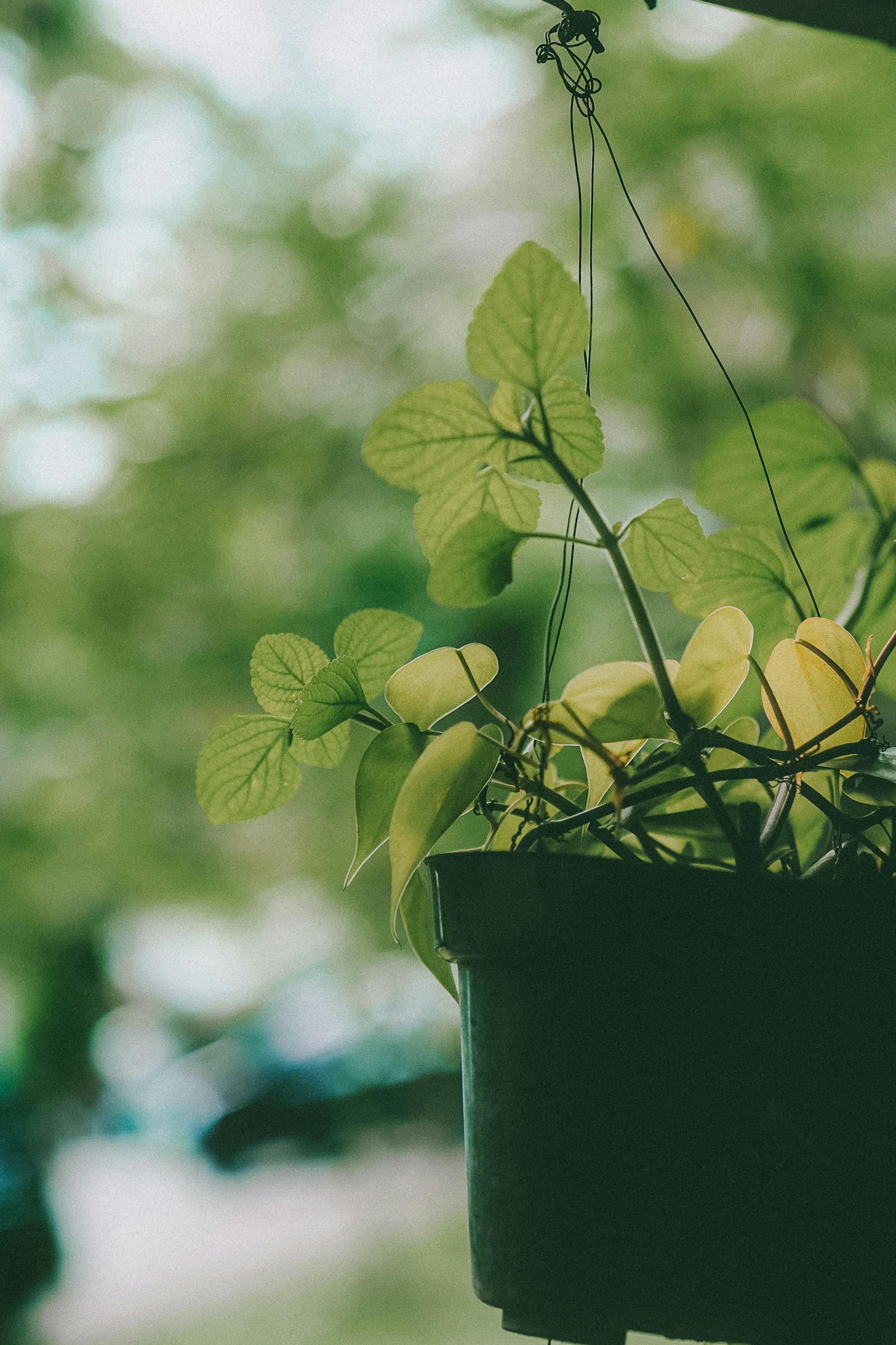 Photo by el jusuf - https://www.pexels.com/@pamanjoe